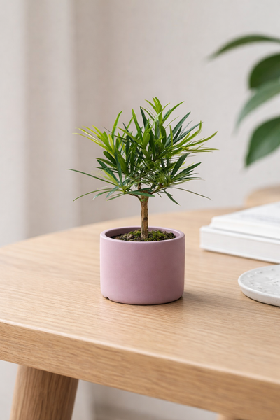Classic Cylinder Pot - XS