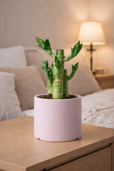 Classic Cylinder Pot - Small