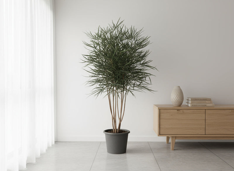 Tumbleweed Plants