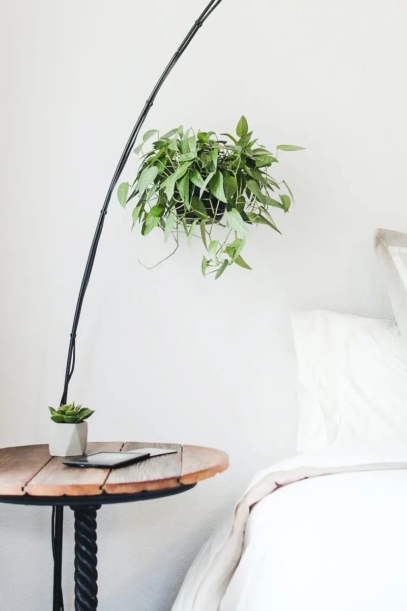 Tumbleweed Plants