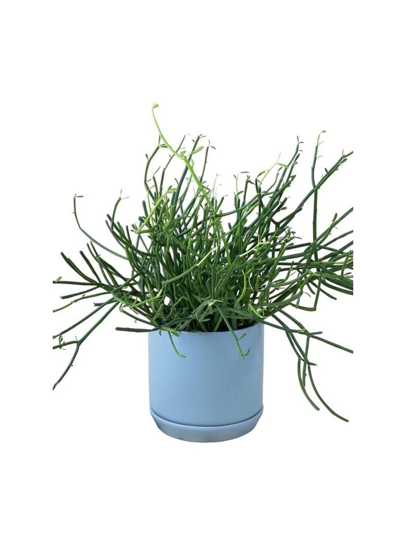 Tumbleweed Plants