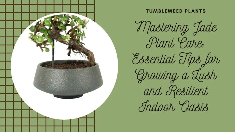 Tumbleweed Plants
