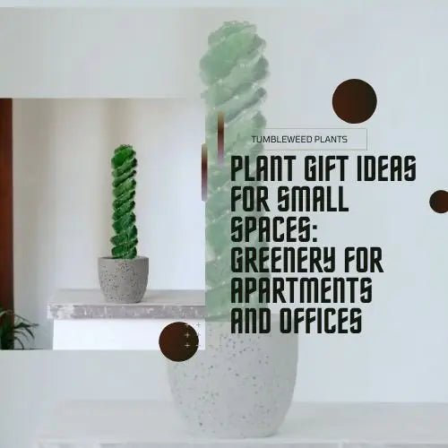 Tumbleweed Plants