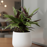 Rhoeo Plant