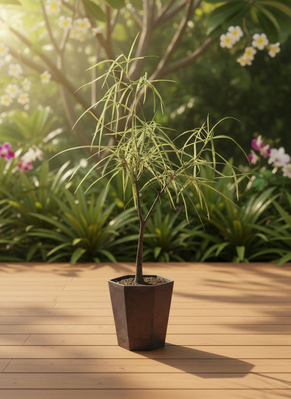 Tumbleweed Plants