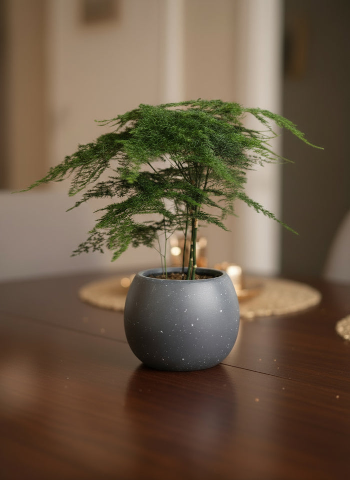 Asparagus Fern Baby (Lace Fern)