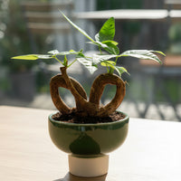Money Tree Infinity