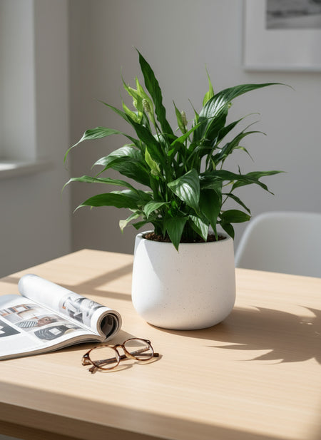 Peace Lily Junior