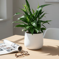 Peace Lily Junior