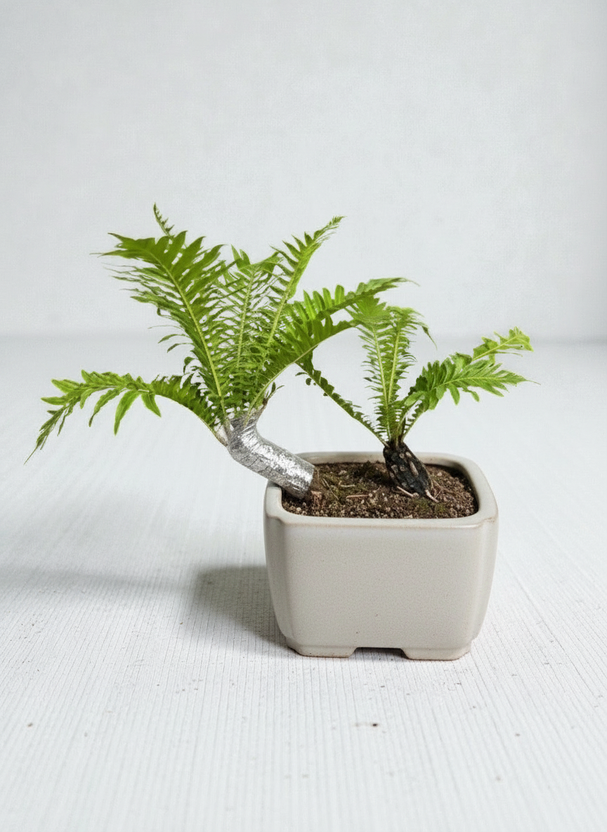 Bonsai Tree Fern - Silver Lady
