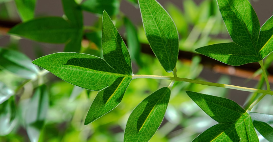 Southern Sky Bamboo (Life-like Artificial) - Potted plant -  Tumbleweed Plants