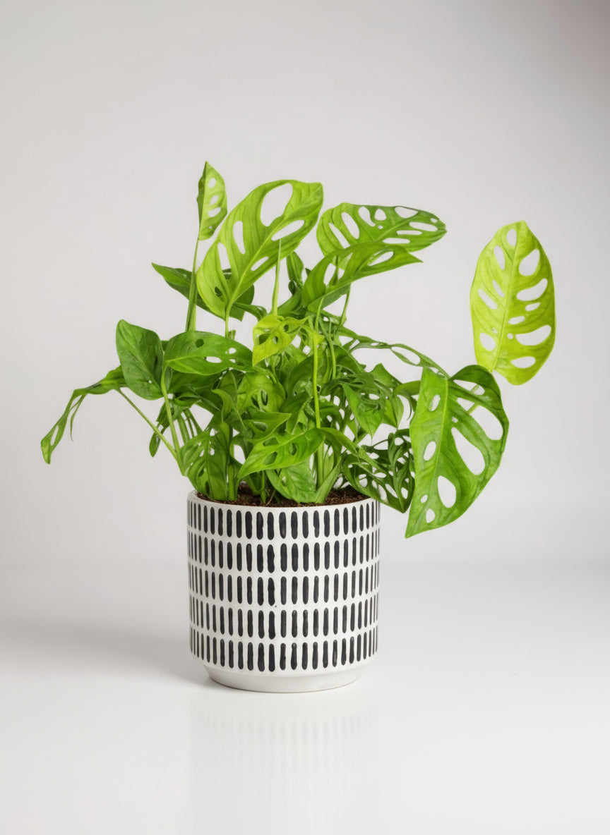 Swiss Cheese Plant