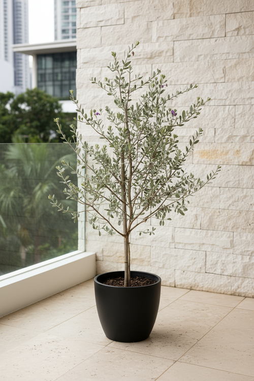 Tumbleweed Plants