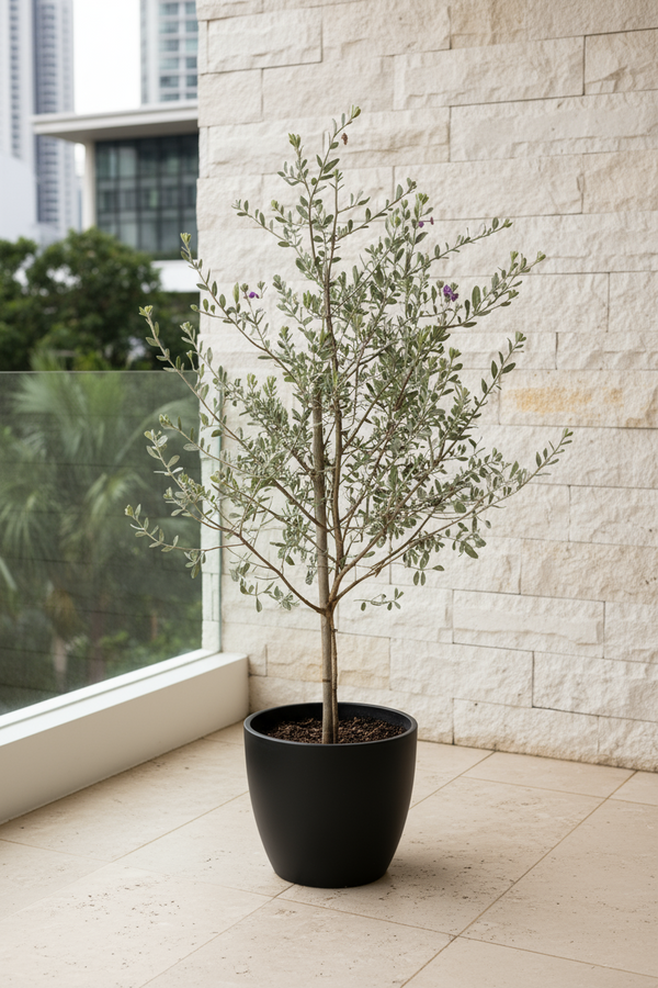 Tumbleweed Plants