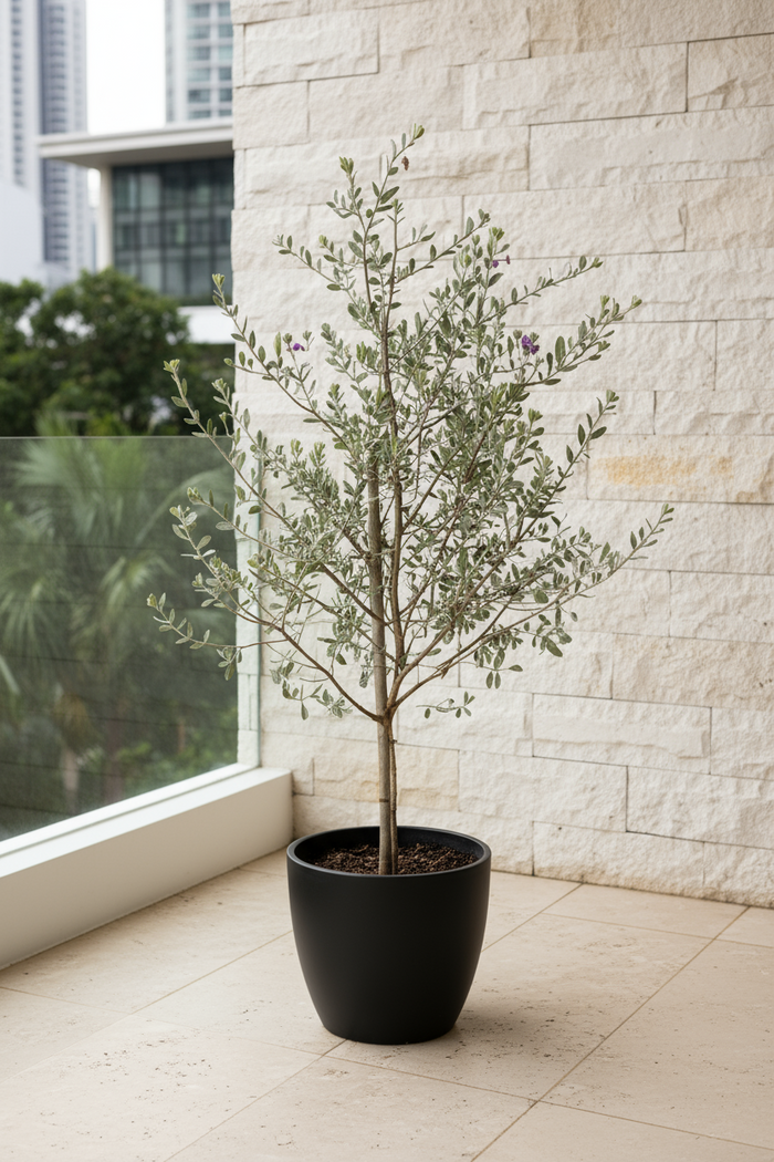 Leucophyllum Frutescens – Texas Sage / Silver Bush - Potted plant -  Tumbleweed Plants
