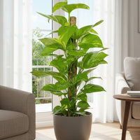 Epipremnum Money Plant - Tall