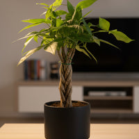 Money Tree Mini