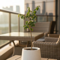 XS Olive Tree Topiary (Shodoshima Japan)