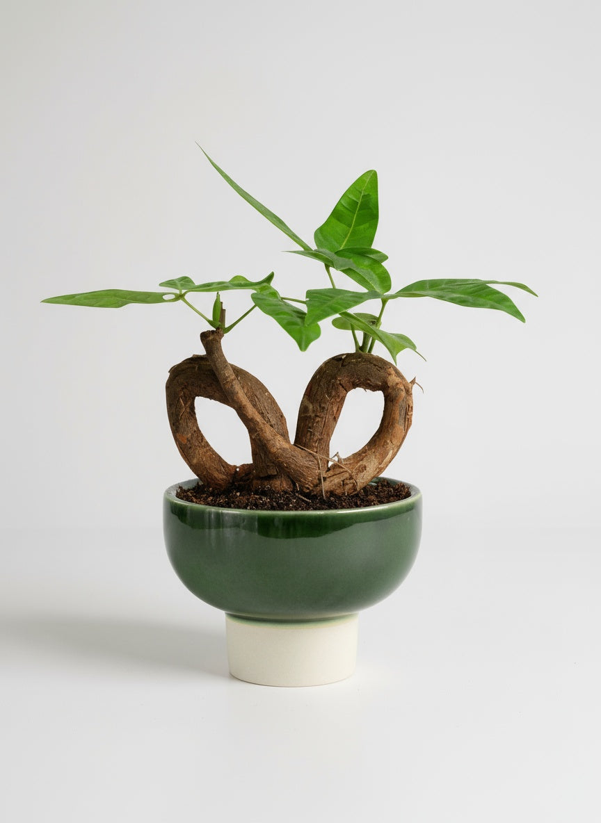 Money Tree Infinity