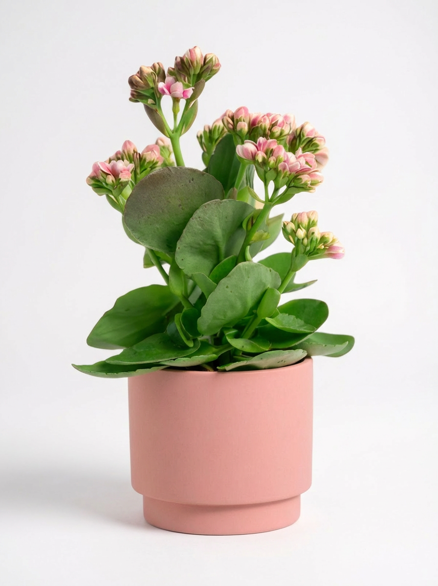 Kalanchoe Baby
