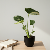Monstera Thai Constellation Baby