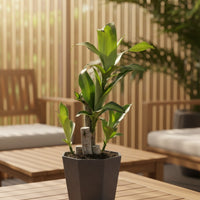 Dracaena Fragrans (Iron Tree) Baby