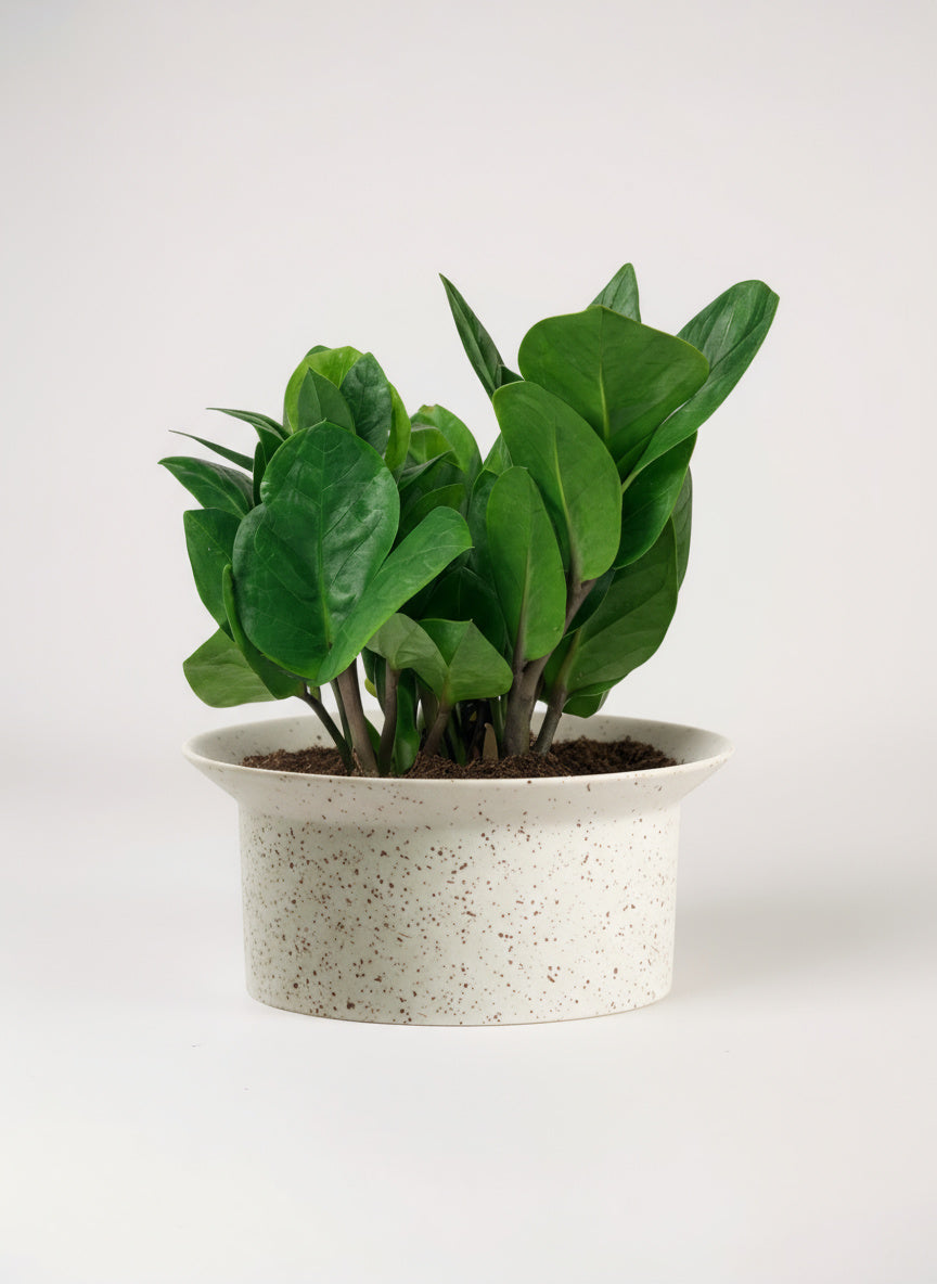 ZZ Plant - Baby