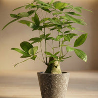 Money Tree - Single Trunk Junior