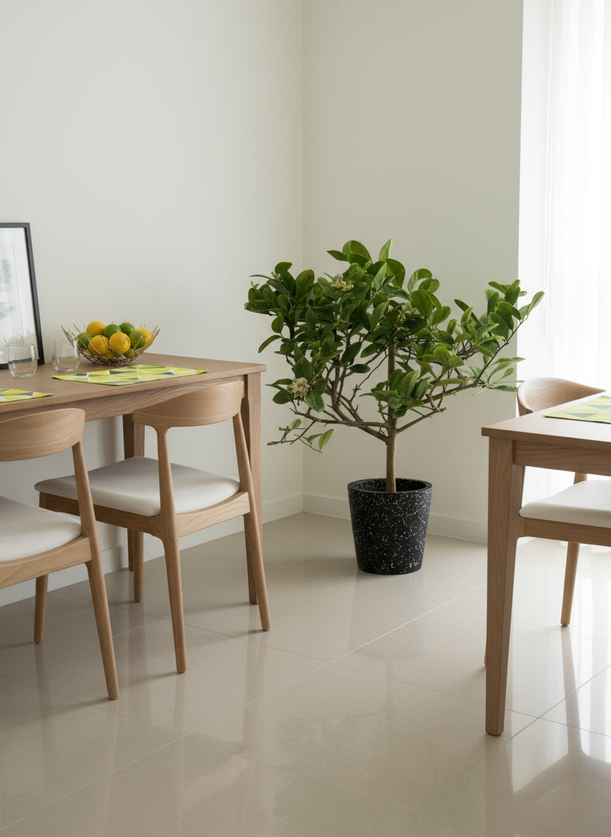 Junior Lemon Tree