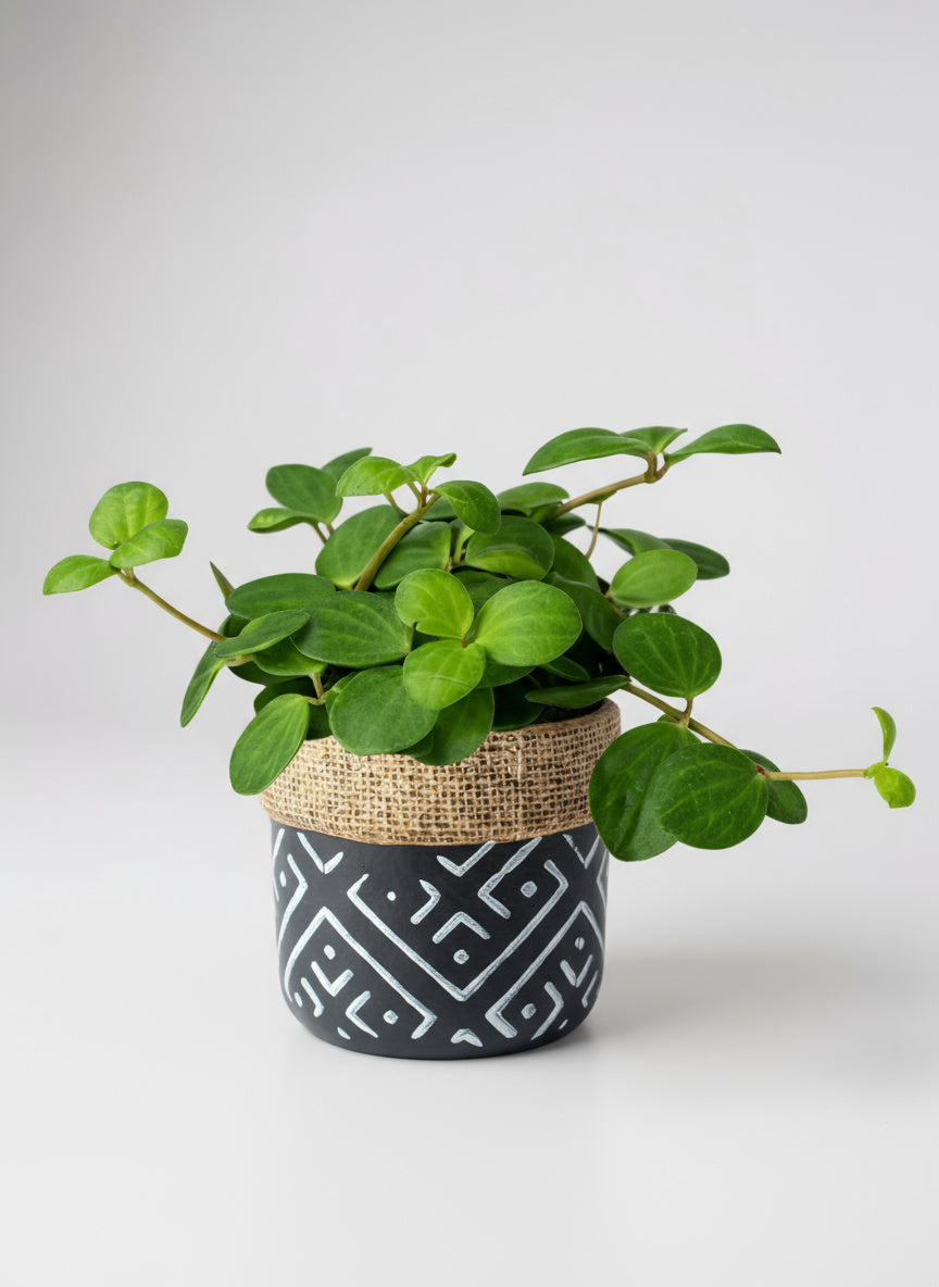 Peperomia Hope
