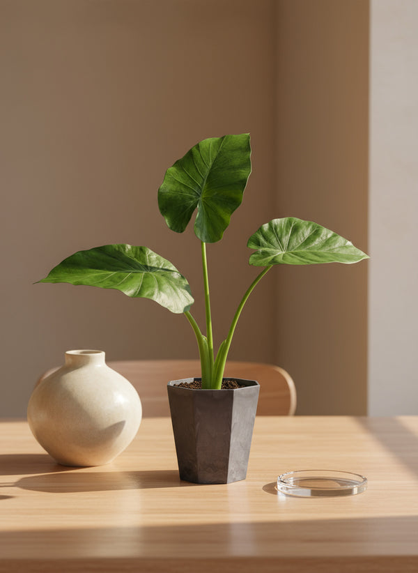 Giant Taro Medium