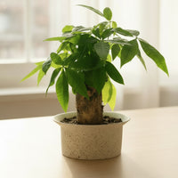Money Tree Fat Boy