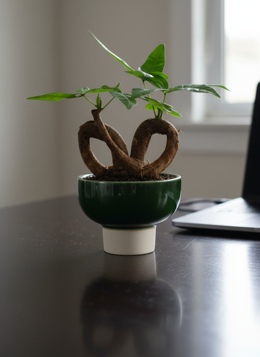 Money Tree Infinity