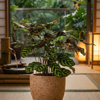 Calathea Peacock Plant