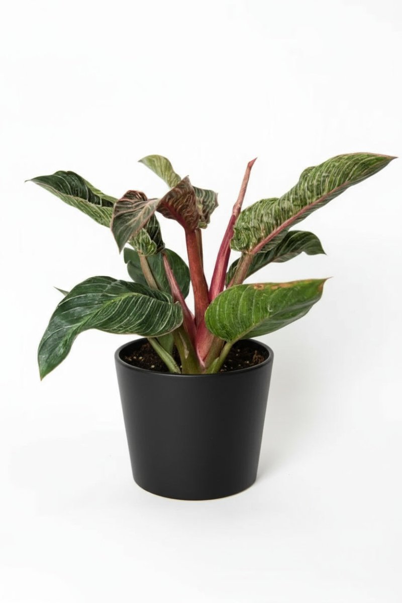 Philodendron Birkin - Pink - Potted plant - POTT - PHIL - GRW - 7468 - Tumbleweed Plants - Online Plant Delivery Singapore
