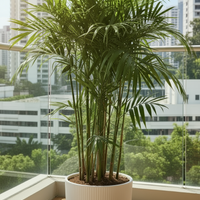 Bamboo Palm Plant