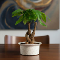 Money Tree Fat Luck