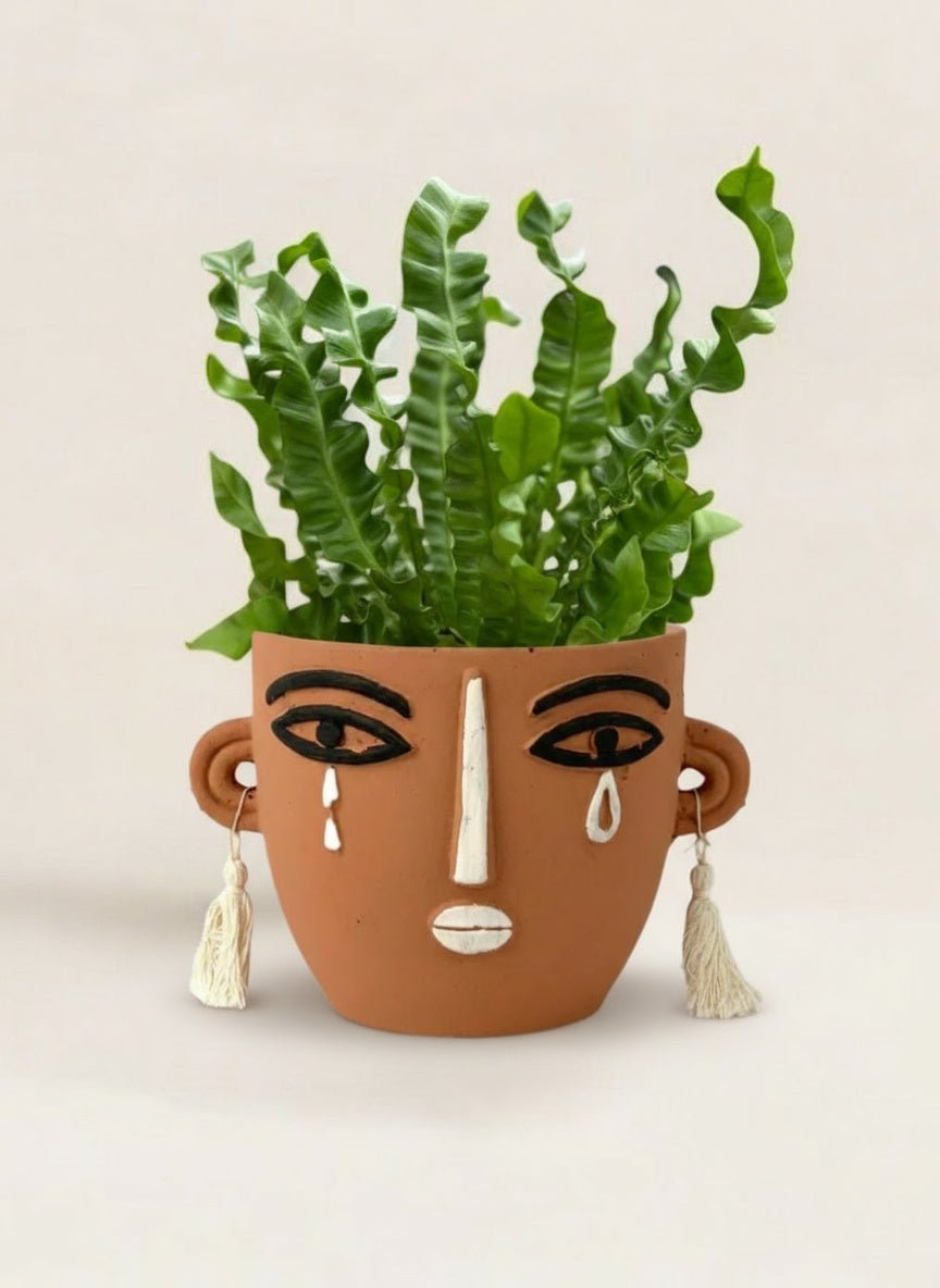 Wavy Bird Nest Fern - Potted plant - POTT-WAVY-GRW-6645 - Tumbleweed Plants - Online Plant Delivery Singapore