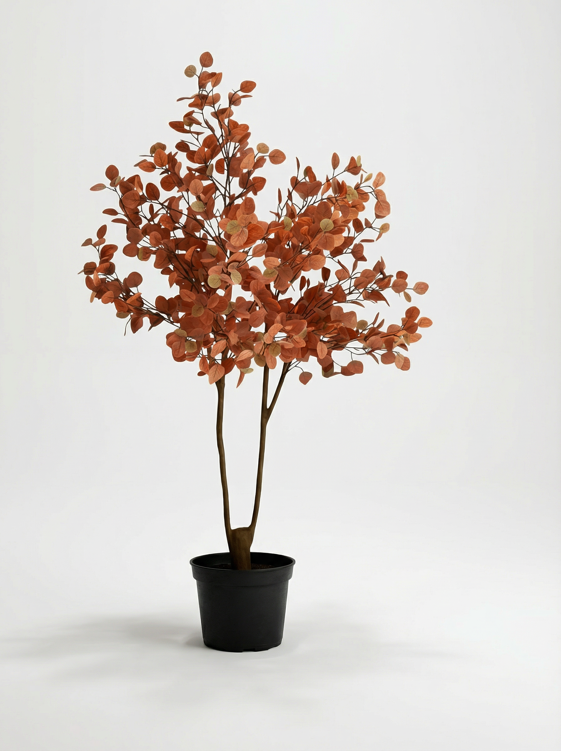 Red Eucalyptus 150cm