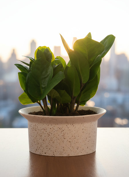 ZZ Plant - Baby