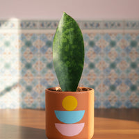Junior Whale Fin Sansevieria Plant