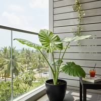 Giant Taro XL