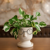 Pothos N'Joy