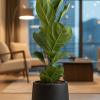 Ficus Lyrata Large