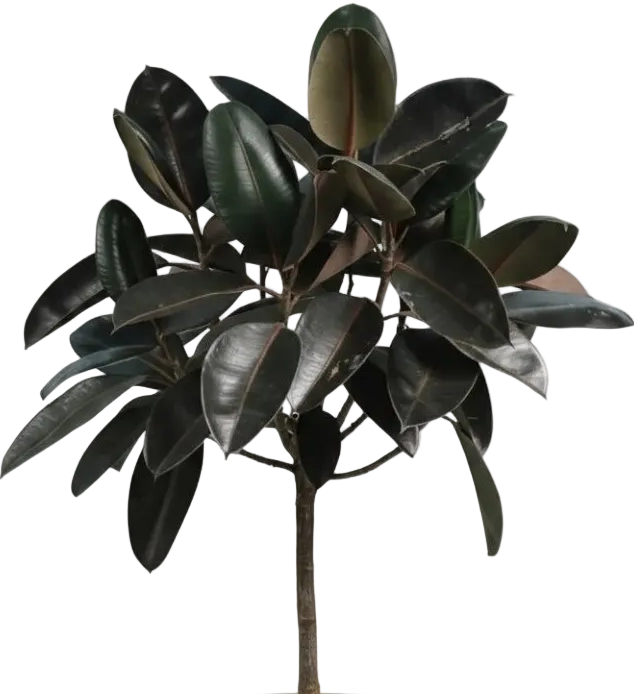 Ficus Elastica - Rubber Tree