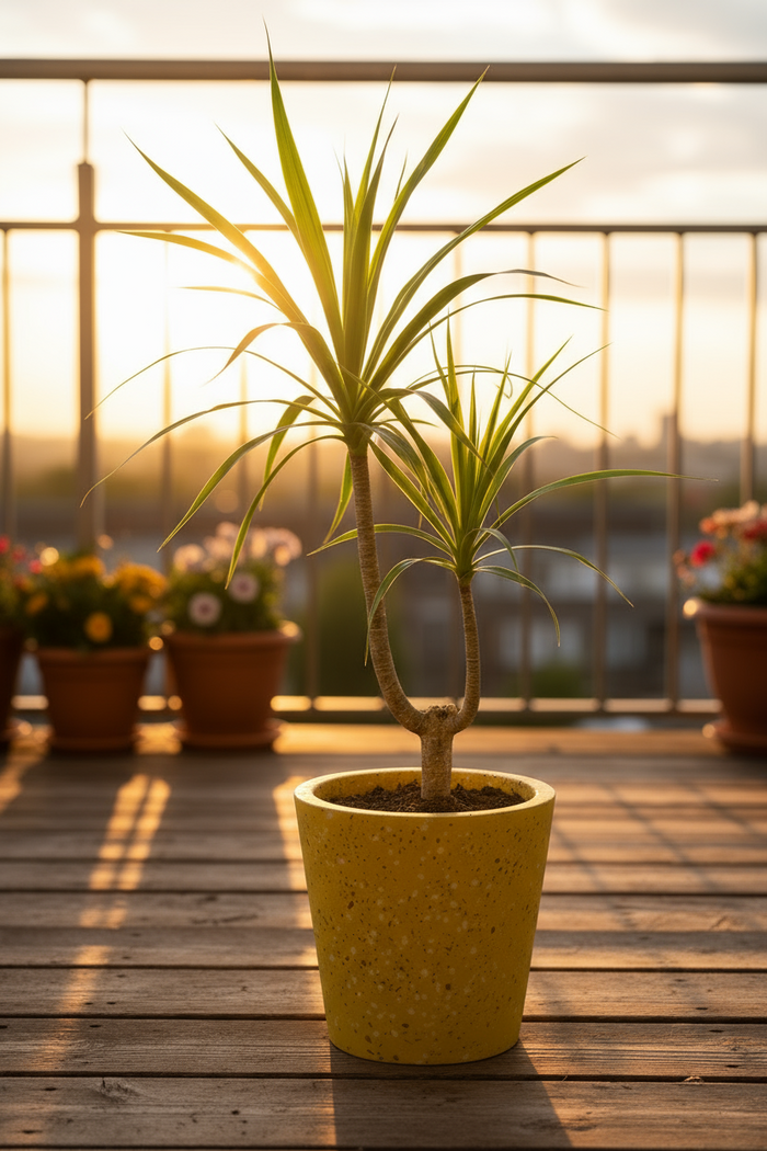 Dracaena Draco (single stem/head) - Potted plant -  Tumbleweed Plants