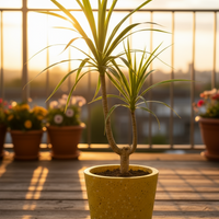 Dracaena Draco Junior (single stem/head)