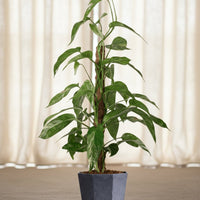 Epipremnum Pinnatum 