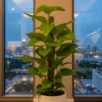 Epipremnum Money Plant - Junior