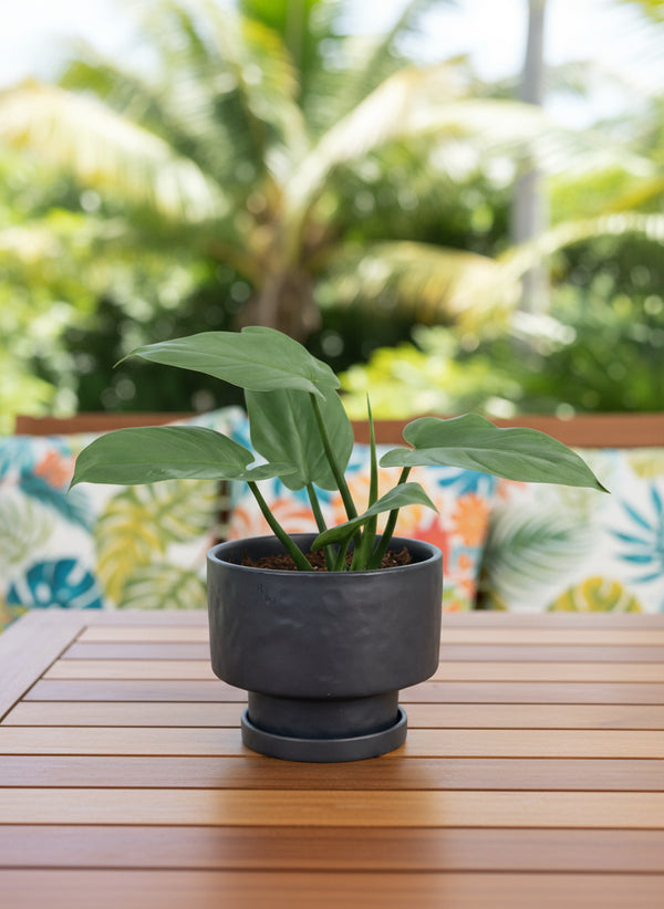 Silver Sword Plant